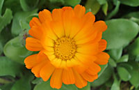 Ringelblume